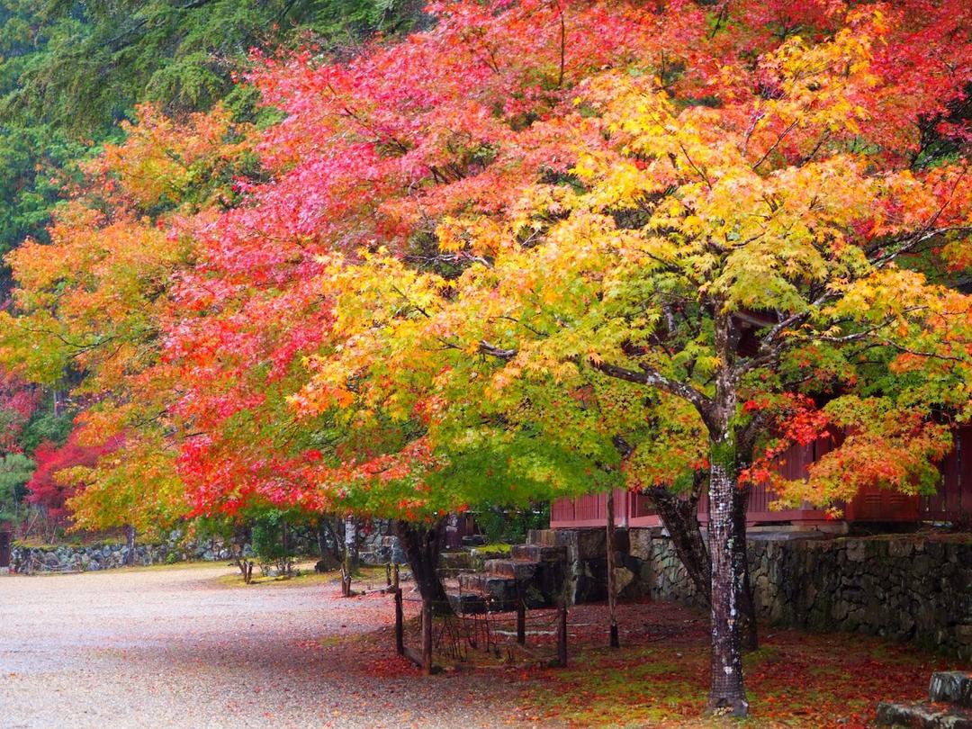 ９月の京都観光で秋を感じられる人気スポット10選